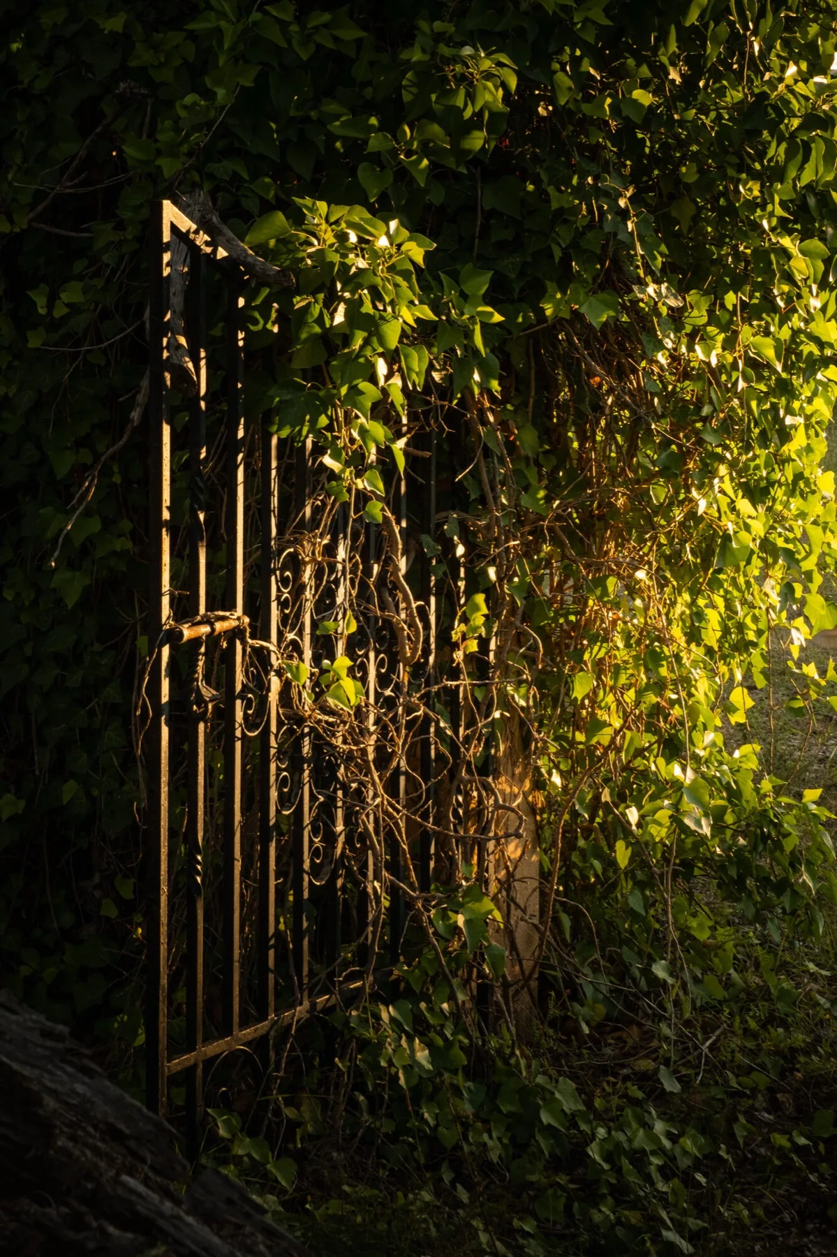 Iron gate overgrown with leaves