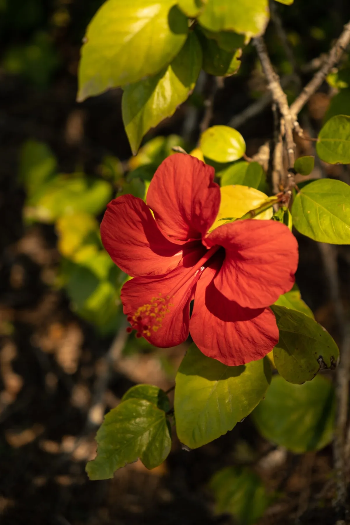 Red hibiscus in afternoon light