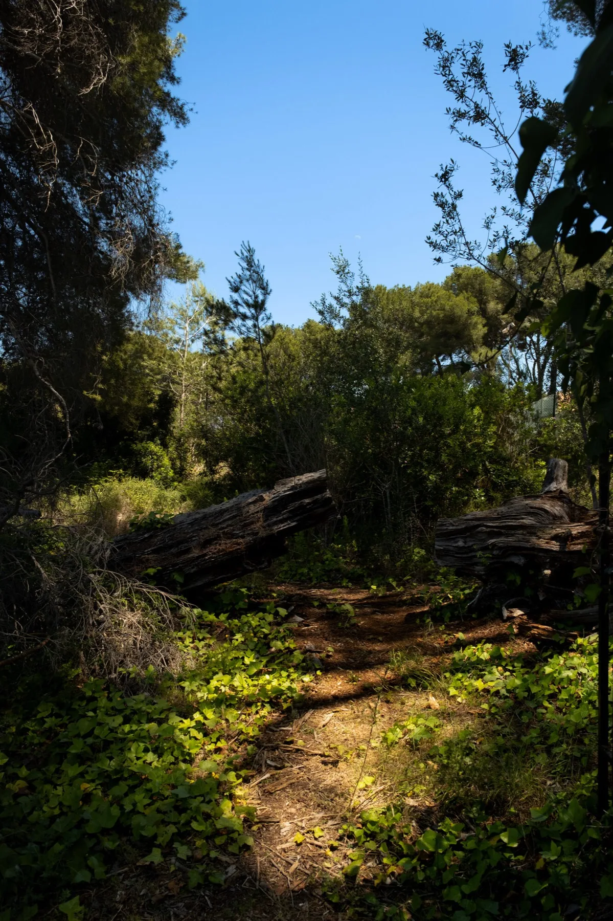 Wild path through the hillside