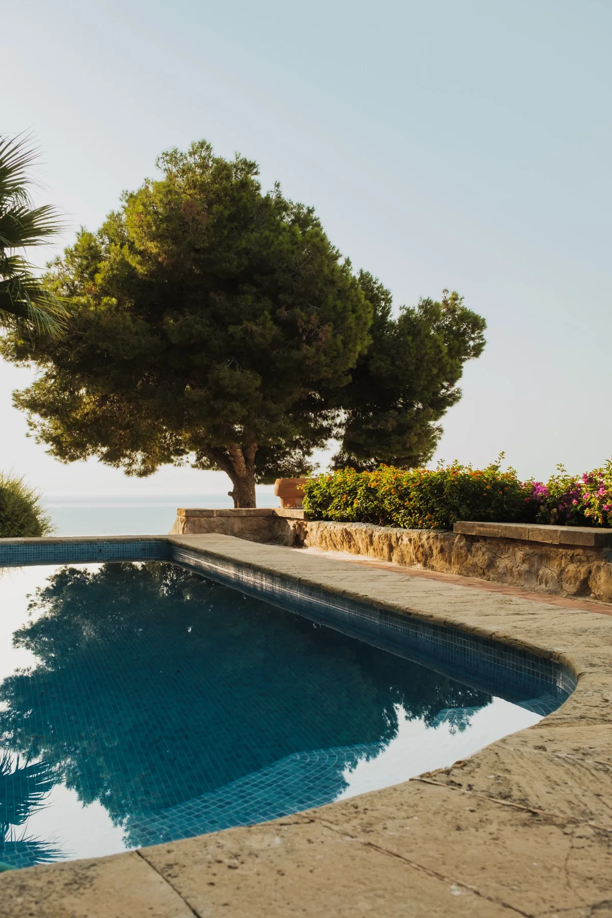 Riu Rau pool with pine tree